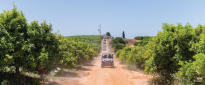 שיירת רכבי רייזר (קוואסאקי טירקס) על דרך עפר בין פרדסים במרכז הארץ